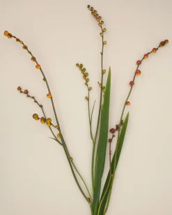 Väggfärg Auro Ostron - provburk